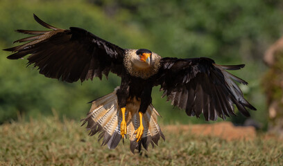 A crested caracara in the rainforest of Costa Rica 
