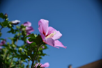 Hibiskusblüte im Sonnenlicht © Pawel Hordjewicz