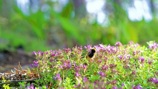 Bumblebee on Breckland thyme flowers at ridge forest