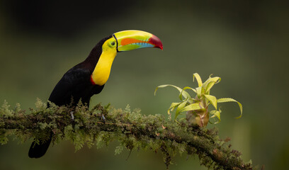 Fototapeta premium A toucan in the rainforest of Costa Rica 