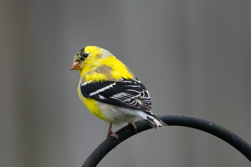 American Gold Finch.
