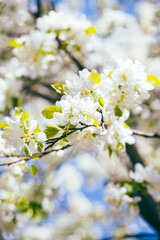 Fototapeta na wymiar tree blossom