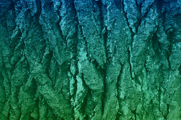 texture of the blue-green bark