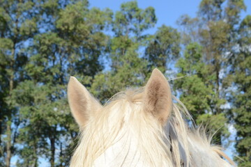 orejas de caballo blanco