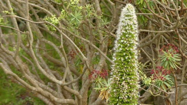 Echium simplex (Tower of jewels) is a herbaceous biennial plant which grows up to 3 m in height. It is endemic in the island of Tenerife mainly in Macizo de Anaga.