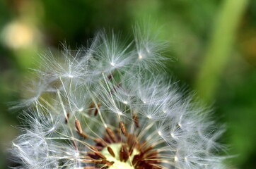 Abfliegende Samen einer Pusteblume - 784747071