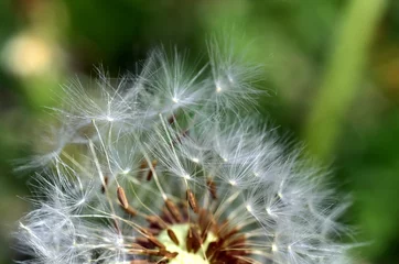 Foto auf Alu-Dibond Abfliegende Samen einer Pusteblume © christiane65