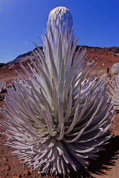 Argyroxiphium