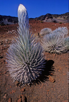 Argyroxiphium