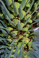 Obraz premium Argyroxiphium