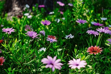 Obraz premium wild wild flowers in the city