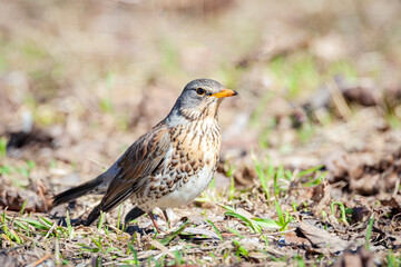The fieldfare (Turdus pilaris) is looking for worms on the ground in early spring
