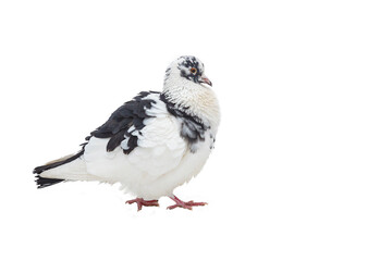 White pigeon with black spots isolated on white background,