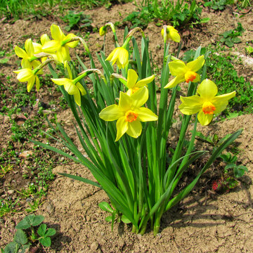 Golden Daffodil in Bloom