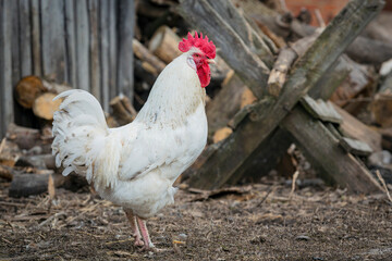 A white rooster walks around the village..