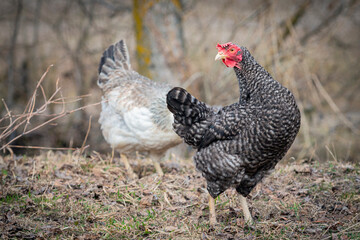 A speckled hen walks through the village.