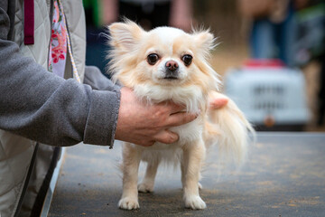 A small Chihuahua dog at a dog show