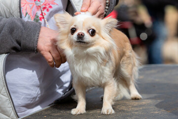 A small Chihuahua dog at a dog show