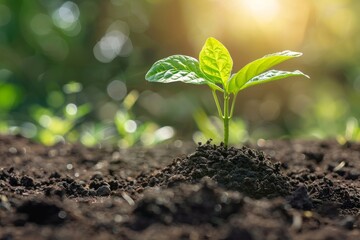 New seedling growing in fertile soil with sunlight beaming through, encapsulated in a soft bokeh background - obrazy, fototapety, plakaty