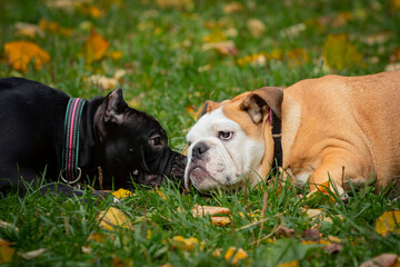English bulldog and American bully play on a green meadow.