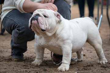 English bulldog at a dog show