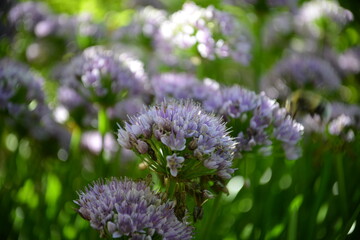 Verträumtes Blütenmeer