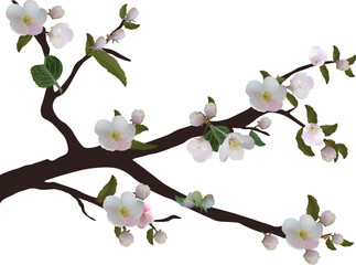 spring tree light pink blossom on white background