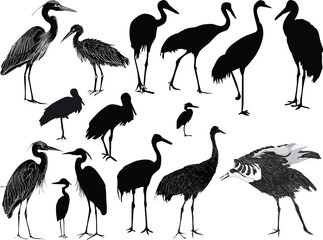 cranes and herons isolated on white background