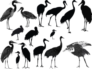 Foto op Plexiglas cranes and herons isolated on white background © Alexander Potapov
