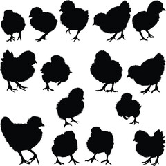 fefteen chicken silhouettes set isolated on white