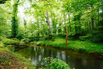 Fototapeta na wymiar Lush Woodland Stream Surrounded by Foliage