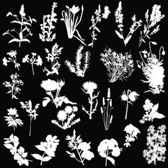 twenty seven wild flowers silhouettes isolated on black