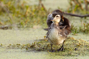 A baby wood duck (Aix sponsa) flapping its wings in Sarasota, Florida