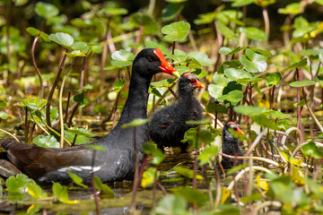 A common gallinule (Gallinula galeata) baby with its parent in Sarasota, Florida
