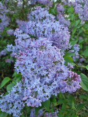 flowers lilac