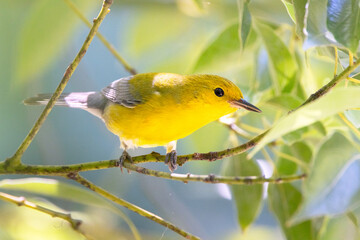 A gorgeous prothonotary warbler (Protonotaria citrea) migrating in my region of southwest Florida. Handsome little yellow bird!