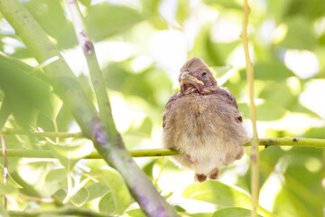 A young northern cardinal (Cardinalis cardinalis) looking sleepy after eating food brought by its parents in Sarasota, Florida