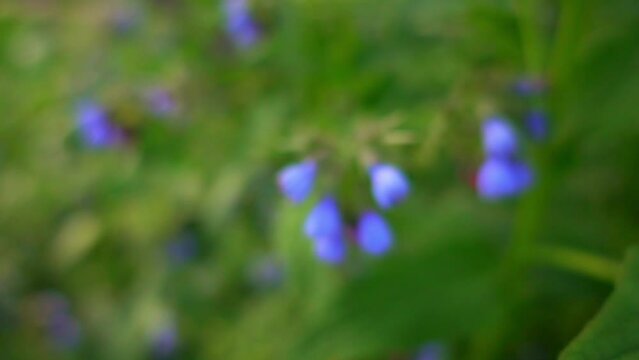 Symphytum or comfrey