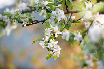 Apple blossom branch in the garden in spring	