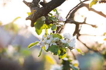 Beautiful apple tree blossoms in the sunshine in spring
