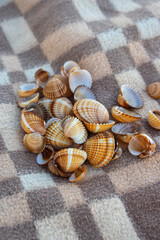 Cerastoderma edule common cockle empty seashells on sandy beach, simplicity background pattern in daylight on the blanket