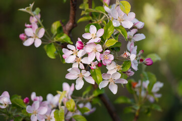 Fresh white and pink apple tree flowers blossom on green leaves background in the garden in spring.

