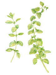 Watercolor oregano set. Green sprig of marjoram on a white background. Spicy herb, seasoning for...