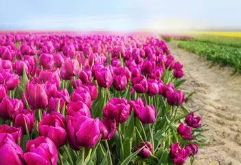 Papier Peint photo autocollant Roze Vibrant pink tulips bloom in the grassy landscape, under the morning sky, flower business, floriculture, flowers for holidays, nature