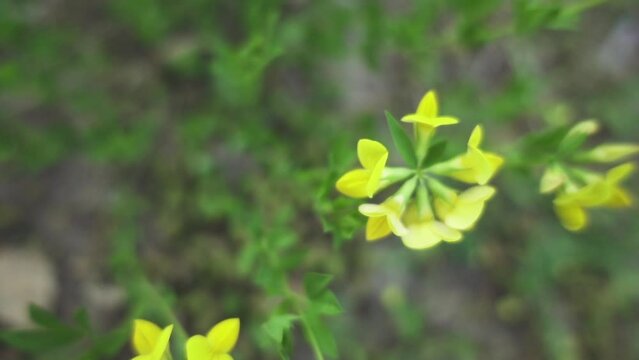 Lotus corniculatus is flowering plant in pea family Fabaceae, native to grasslands in Eurasia. It is common bird's-foot trefoil, eggs and bacon, birdsfoot deervetch, and just bird's-foot trefoil