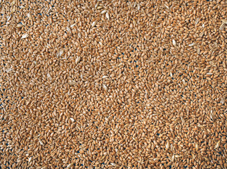 Wheat grains close-up. Natural background. Natural product and agriculture concept. Texture of seeds, top view.