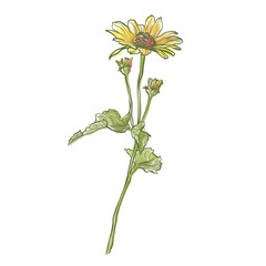 Oil painting abstract flower bouquet of yellow helenium. Hand painted floral composition of wildflower isolated on white background. Holiday Illustration for design, print, fabric or background.