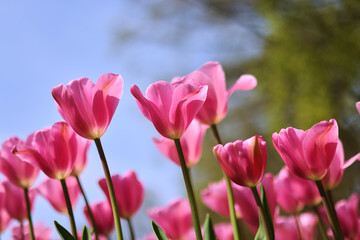 Naklejka premium pink tulips in the garden