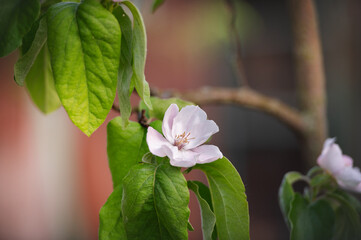 Delicate quince blossoms on a spring day
