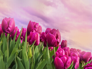 Pink tulips bloom in field under a cloudy sky. Sunset, dawn, flower business, floriculture, flowers for holidays, nature